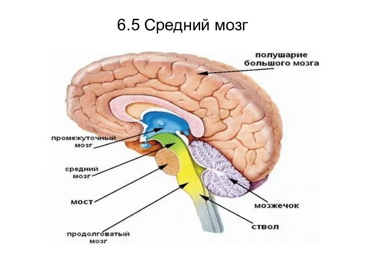 6.5 Средний мозг