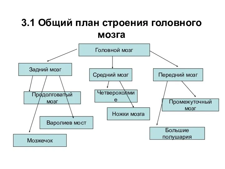 3.1 Общий план строения головного мозга Головной мозг Передний мозг Средний