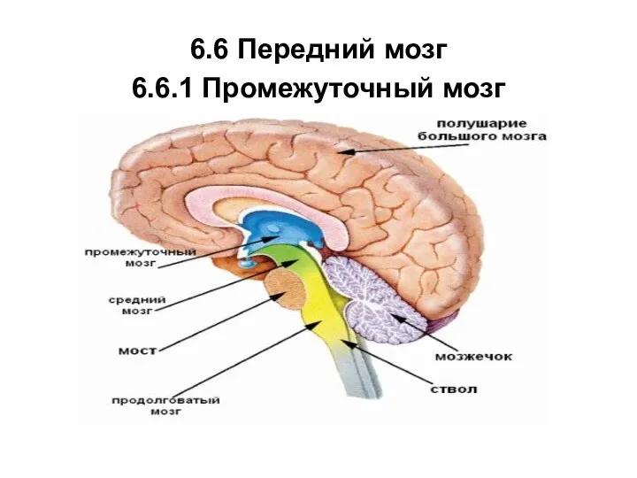 6.6 Передний мозг 6.6.1 Промежуточный мозг