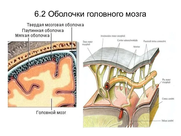 6.2 Оболочки головного мозга