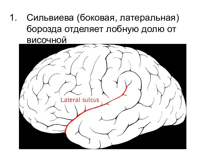 Сильвиева (боковая, латеральная) борозда отделяет лобную долю от височной