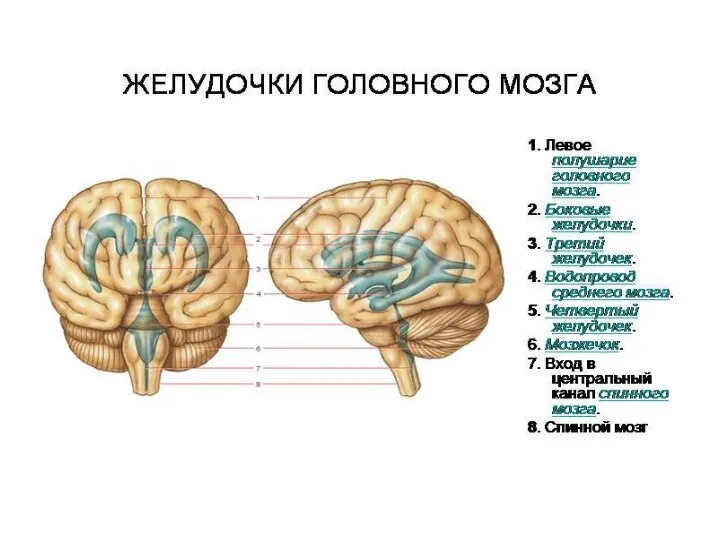 6.2 Желудочки мозга