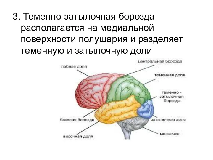 3. Теменно-затылочная борозда располагается на медиальной поверхности полушария и разделяет теменную и затылочную доли