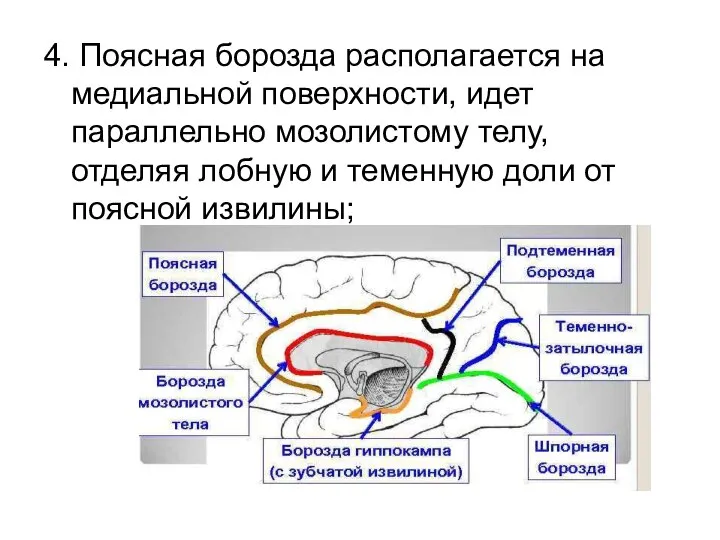 4. Поясная борозда располагается на медиальной поверхности, идет параллельно мозолистому телу,