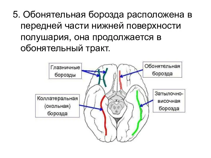 5. Обонятельная борозда расположена в передней части нижней поверхности полушария, она продолжается в обонятельный тракт.