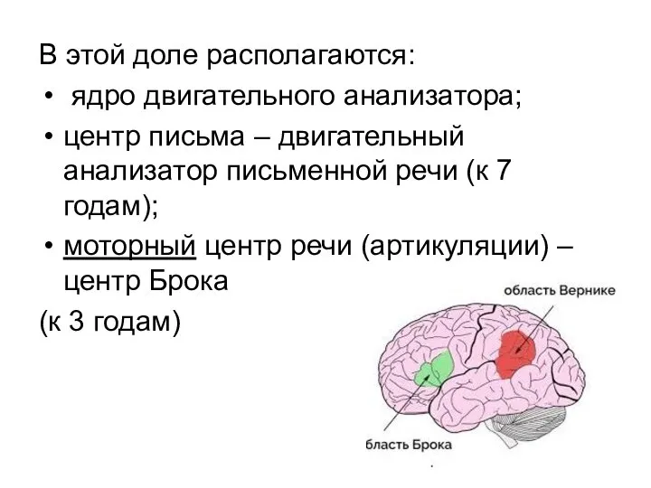 В этой доле располагаются: ядро двигательного анализатора; центр письма – двигательный