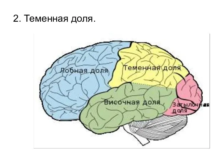 2. Теменная доля.