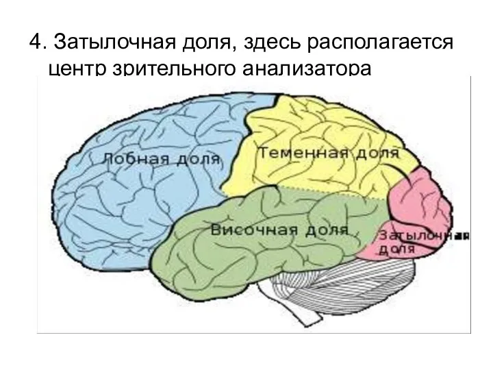 4. Затылочная доля, здесь располагается центр зрительного анализатора