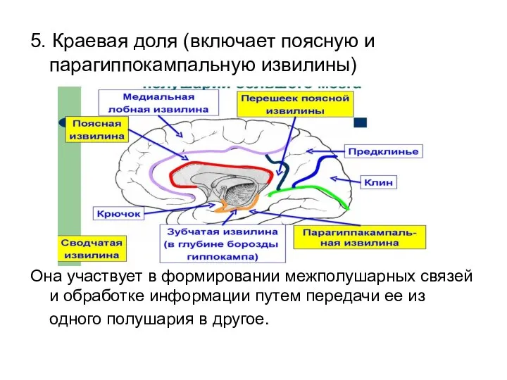 5. Краевая доля (включает поясную и парагиппокампальную извилины) Она участвует в