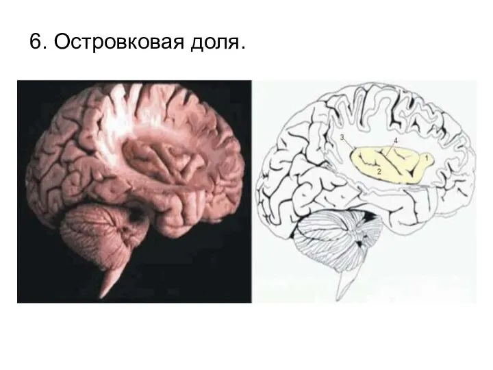 6. Островковая доля.