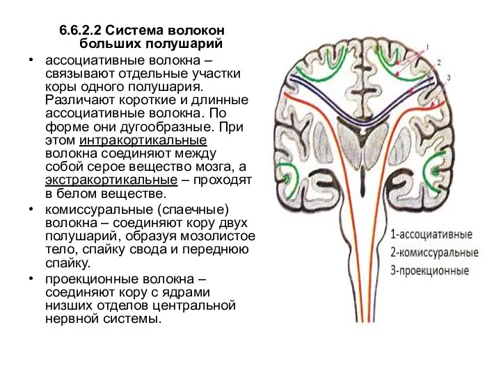 6.6.2.2 Система волокон больших полушарий ассоциативные волокна – связывают отдельные участки