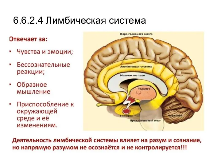 6.6.2.4 Лимбическая система