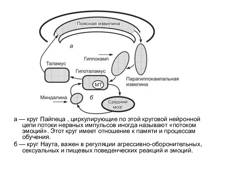 а — круг Пайпеца , циркулирующие по этой круговой нейронной цепи