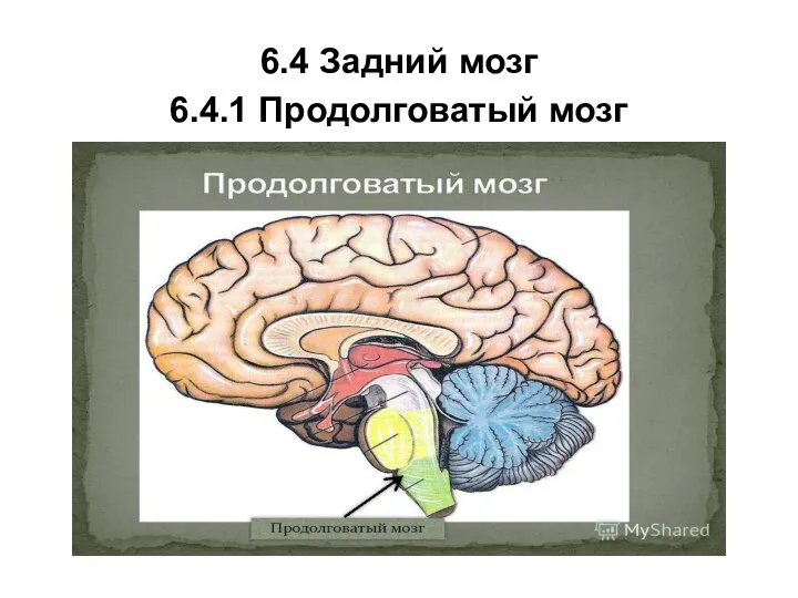 6.4 Задний мозг 6.4.1 Продолговатый мозг