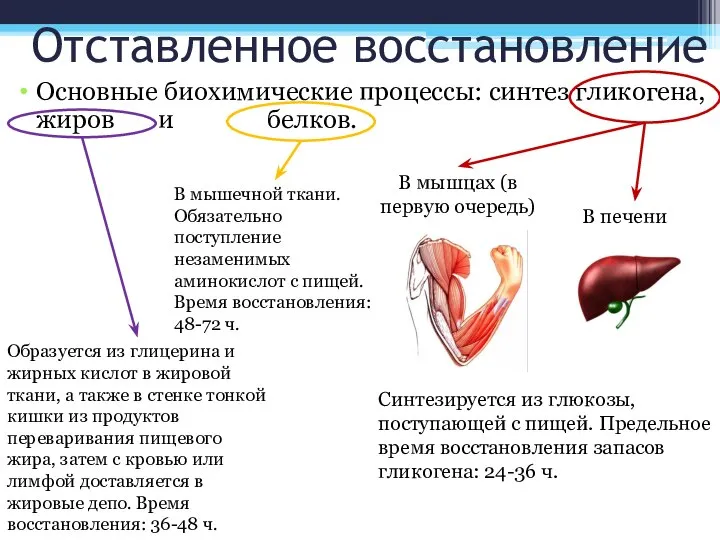 Отставленное восстановление Основные биохимические процессы: синтез гликогена, жиров и белков. В