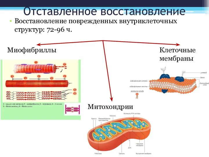 Отставленное восстановление Восстановление поврежденных внутриклеточных структур: 72-96 ч. Миофибриллы Митохондрии Клеточные мембраны