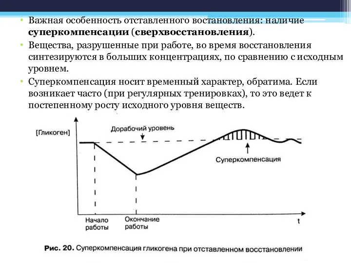 Важная особенность отставленного востановления: наличие суперкомпенсации (сверхвосстановления). Вещества, разрушенные при работе,