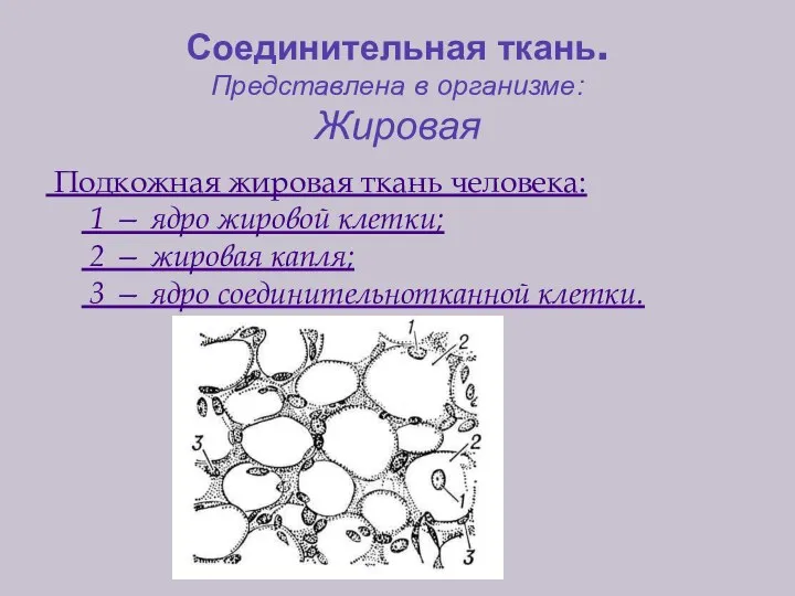 Соединительная ткань. Представлена в организме: Жировая Подкожная жировая ткань человека: 1