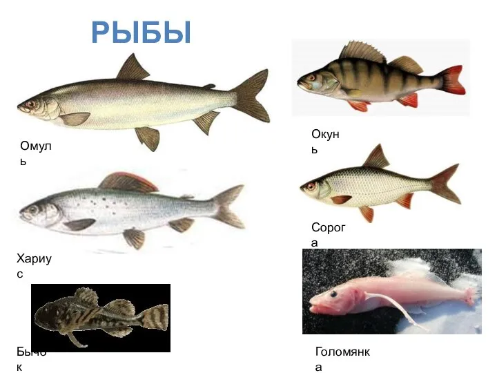 РЫБЫ БАЙКАЛА Омуль Хариус Бычок Окунь Сорога Голомянка