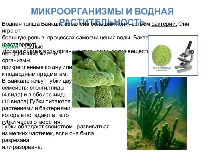 МИКРООРГАНИЗМЫ И ВОДНАЯ РАСТИТЕЛЬНОСТЬ Водная толща Байкала заселена большим количеством бактерий.