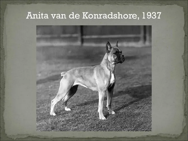 Anita van de Konradshore, 1937