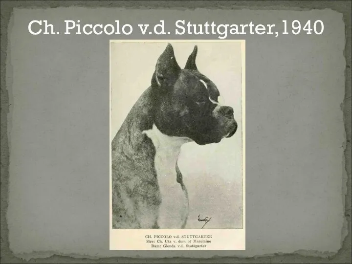 Ch. Piccolo v.d. Stuttgarter,1940