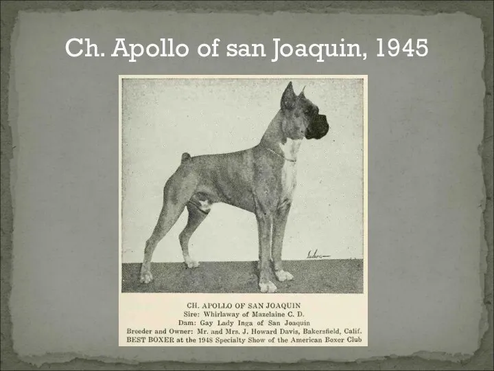 Ch. Apollo of san Joaquin, 1945