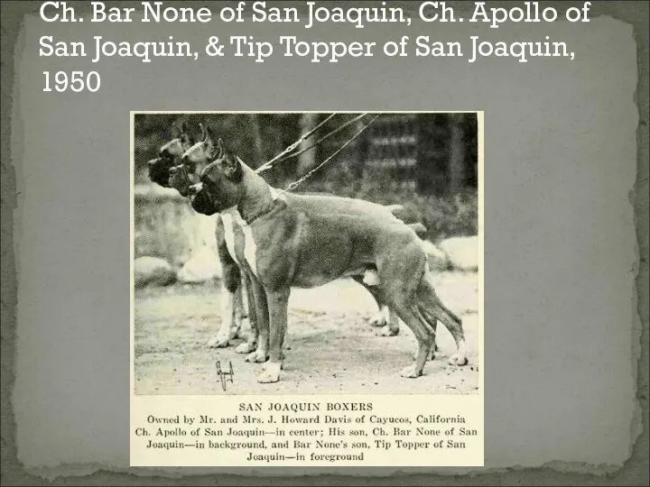 Ch. Bar None of San Joaquin, Ch. Apollo of San Joaquin,