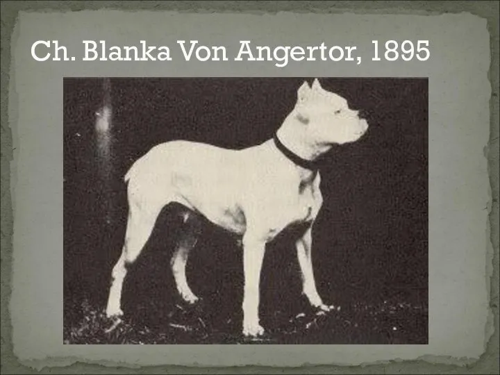 Ch. Blanka Von Angertor, 1895