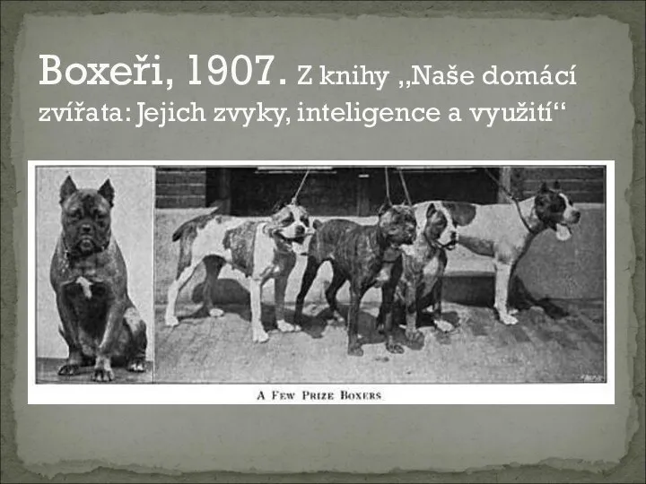 Boxeři, 1907. Z knihy „Naše domácí zvířata: Jejich zvyky, inteligence a využití“