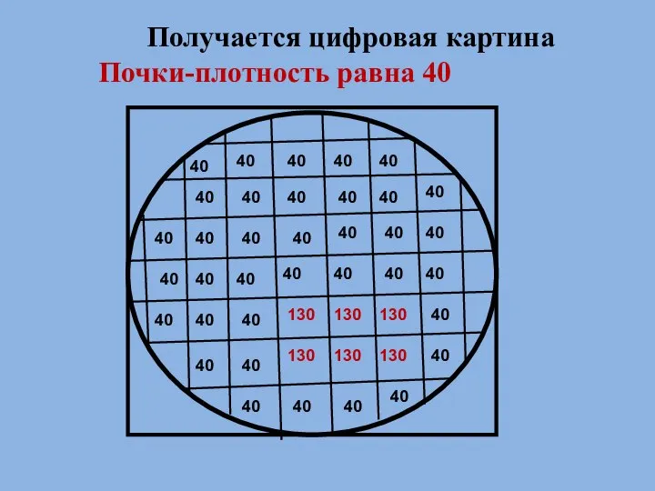 40 Получается цифровая картина Почки-плотность равна 40