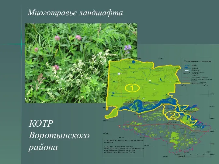 Многотравье ландшафта КОТР Воротынского района