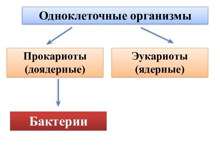 Одноклеточные организмы Прокариоты (доядерные) Эукариоты (ядерные) Бактерии