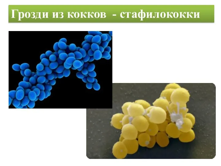 Грозди из кокков - стафилококки