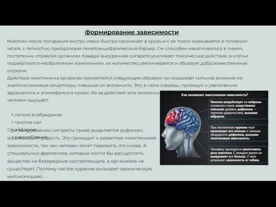 Формирование зависимости Никотин после попадания внутрь очень быстро проникает в кровь