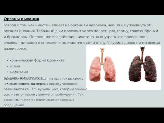 Органы дыхания Говоря о том, как никотин влияет на организм человека,