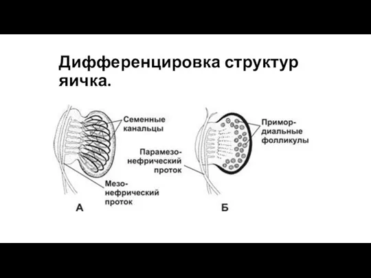 Дифференцировка структур яичка.