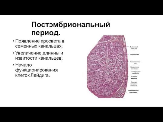 Постэмбриональный период. Появление просвета в семенных канальцах; Увеличение длинны и извитости канальцев; Начало функционирования клеток Лейдига.