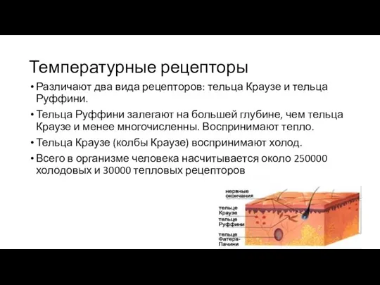 Температурные рецепторы Различают два вида рецепторов: тельца Краузе и тельца Руффини.