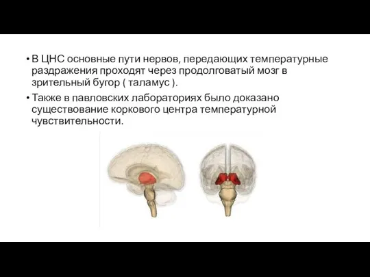 В ЦНС основные пути нервов, передающих температурные раздражения проходят через продолговатый