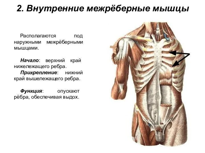 2. Внутренние межрёберные мышцы Располагаются под наружными межрёберными мышцами. Начало: верхний