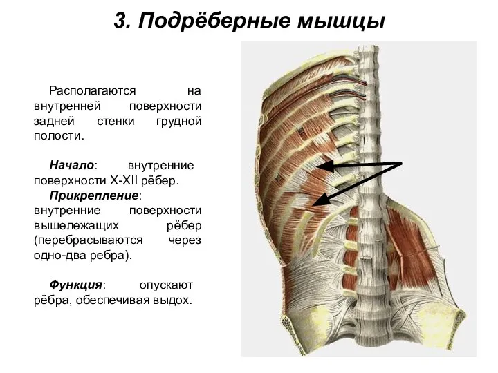 3. Подрёберные мышцы Располагаются на внутренней поверхности задней стенки грудной полости.