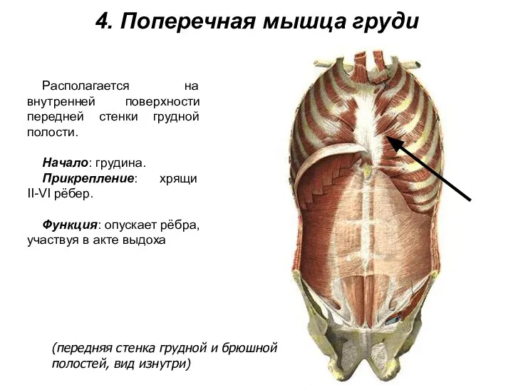 4. Поперечная мышца груди Располагается на внутренней поверхности передней стенки грудной