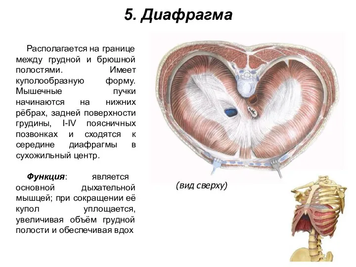 5. Диафрагма Располагается на границе между грудной и брюшной полостями. Имеет