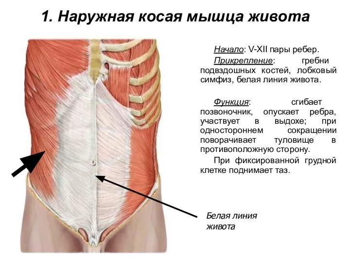 1. Наружная косая мышца живота Начало: V-XII пары ребер. Прикрепление: гребни