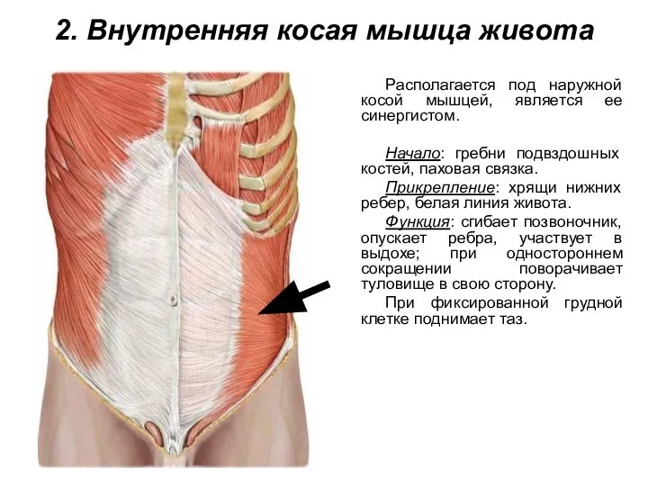 2. Внутренняя косая мышца живота Располагается под наружной косой мышцей, является