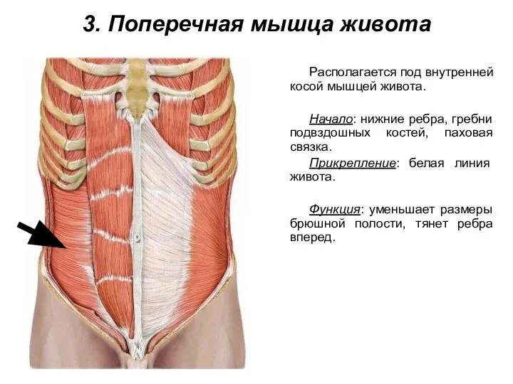 3. Поперечная мышца живота Располагается под внутренней косой мышцей живота. Начало: