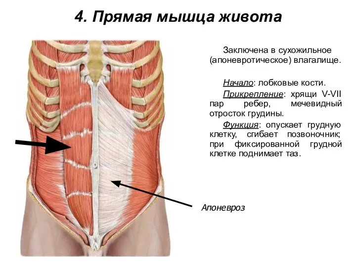 4. Прямая мышца живота Заключена в сухожильное (апоневротическое) влагалище. Начало: лобковые