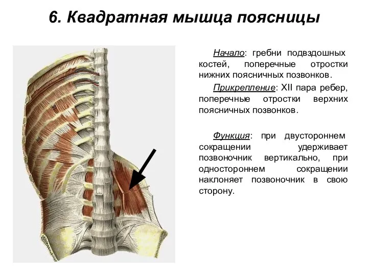 6. Квадратная мышца поясницы Начало: гребни подвздошных костей, поперечные отростки нижних