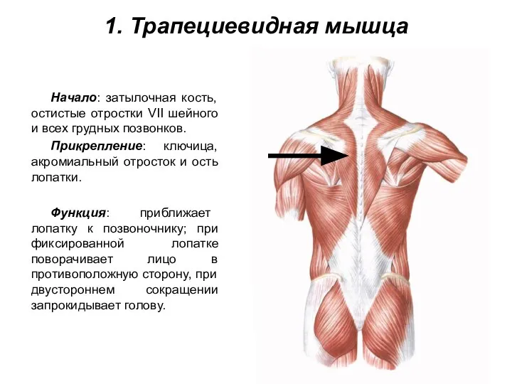 1. Трапециевидная мышца Начало: затылочная кость, остистые отростки VII шейного и